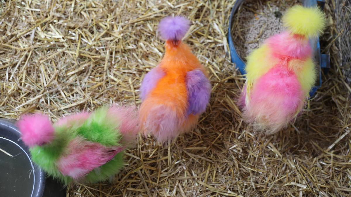 People flock through the gates for ‘bumper year’ for Mudgee Show_26