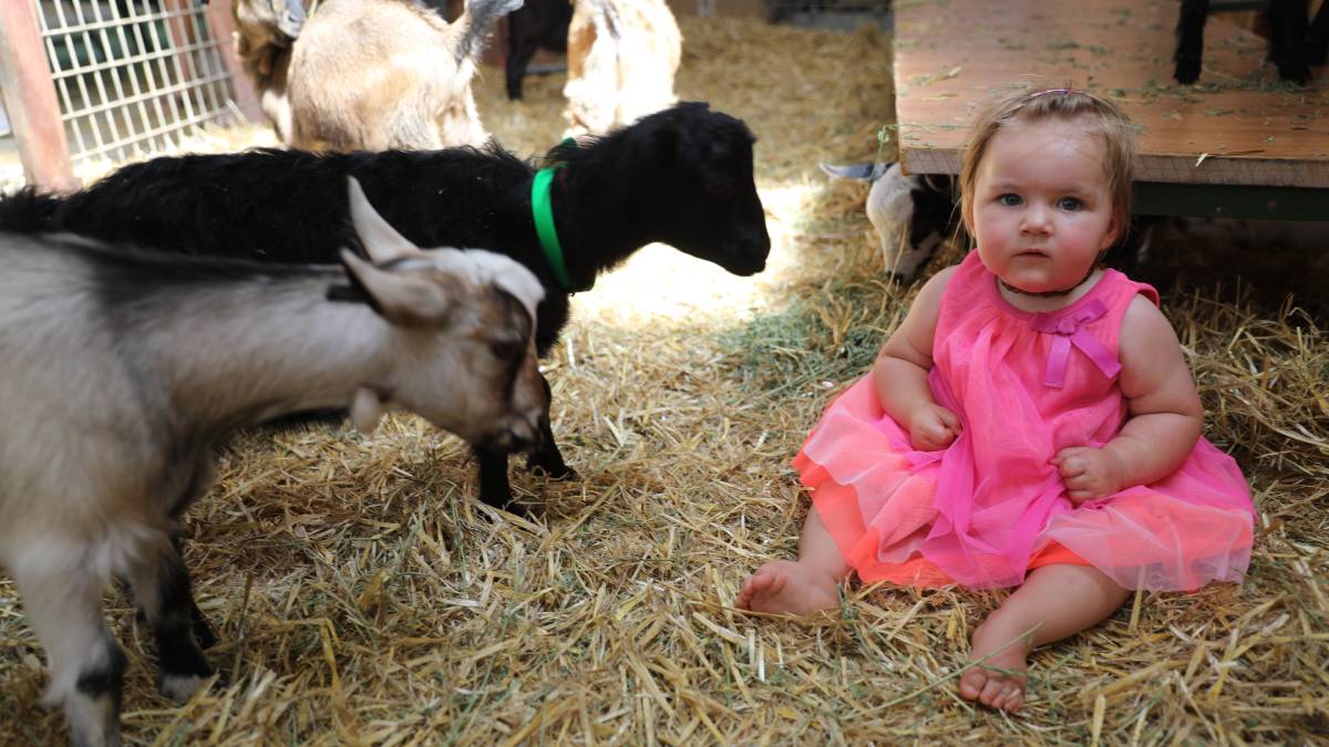 People flock through the gates for ‘bumper year’ for Mudgee Show_32