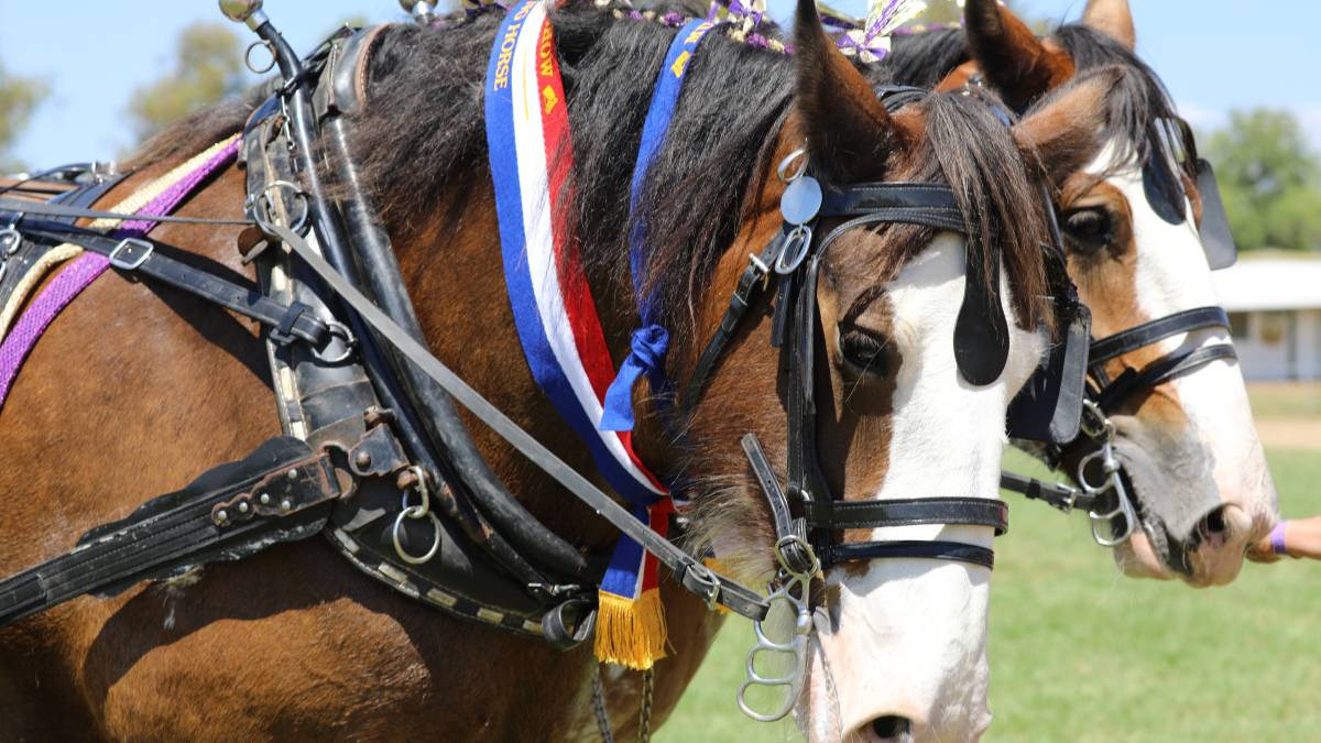 People flock through the gates for ‘bumper year’ for Mudgee Show_33