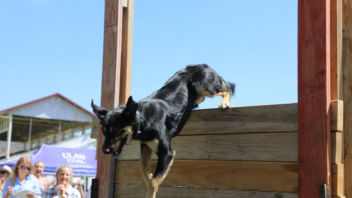 People flock through the gates for ‘bumper year’ for Mudgee Show_68