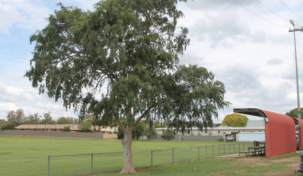 Opportunity for Mudgee ‘health precinct’ with land opening up