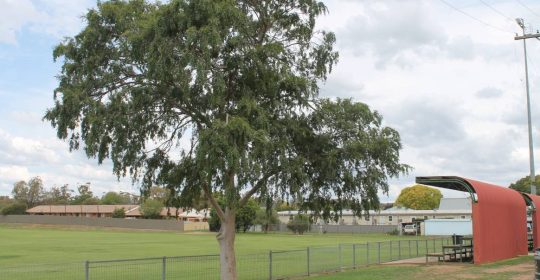 Opportunity for Mudgee ‘health precinct’ with land opening up